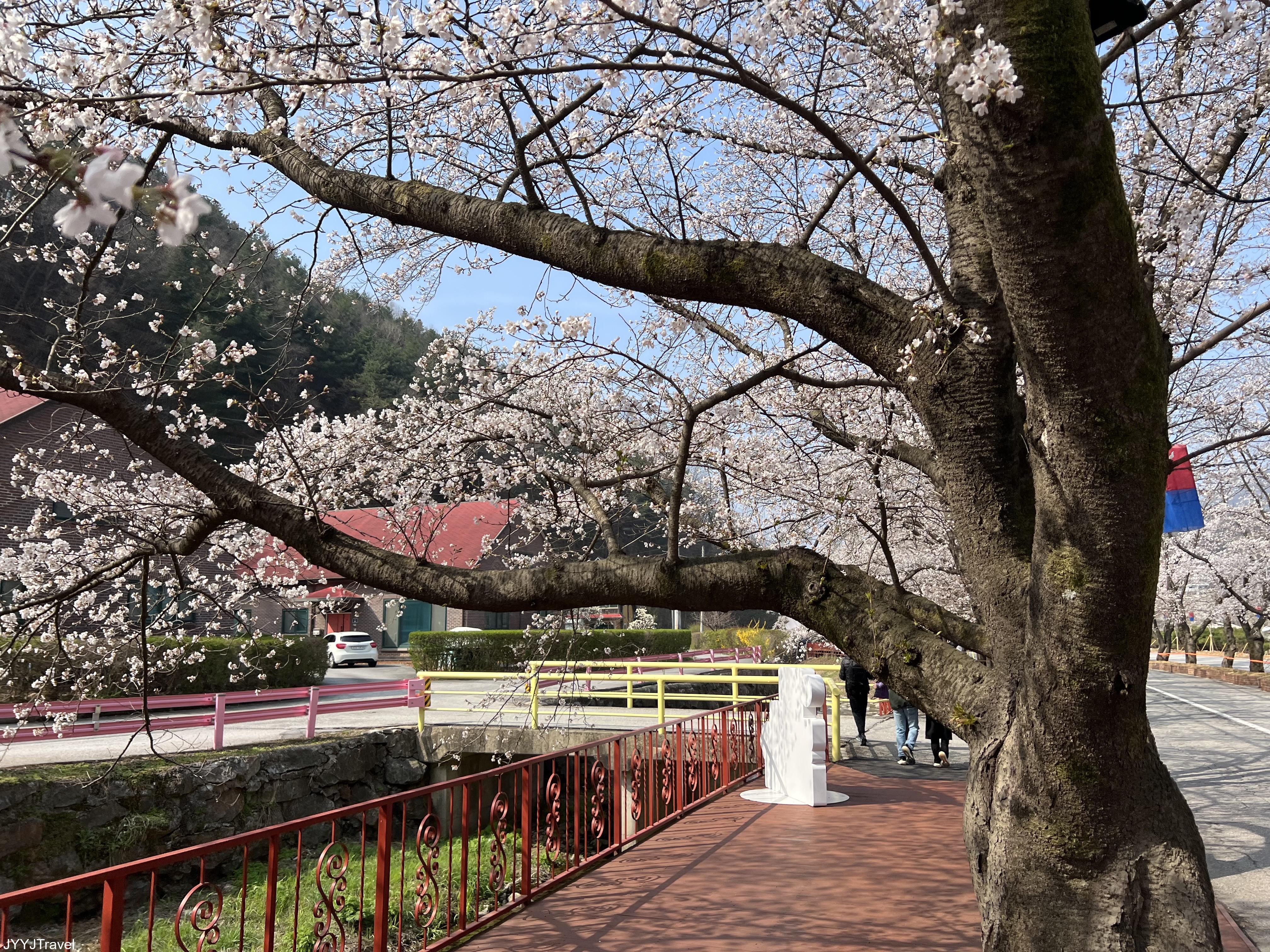 伊甸櫻花路